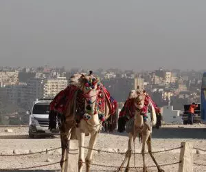 Sobre el camello n° 18